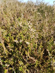 Calluna vulgaris