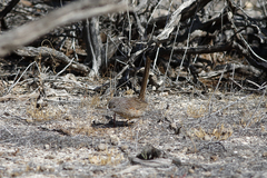 Amytornis textilis