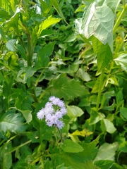 Ageratum conyzoides
