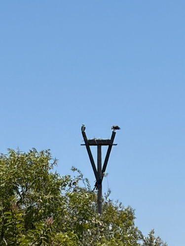 iNaturalist observation photo of Osprey