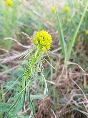 Euphorbia cyparissias