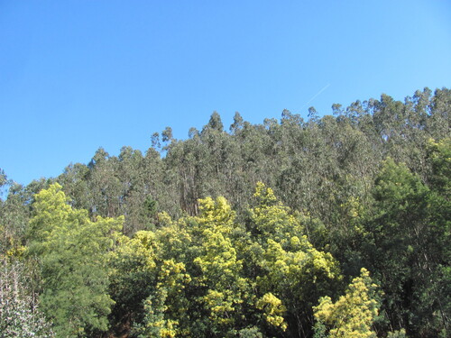Acacia dealbata