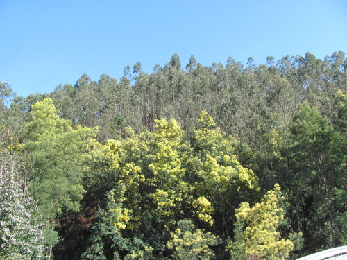 Acacia dealbata