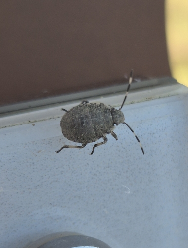 Mottled Stink Bug