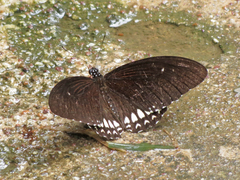 Papilio castor