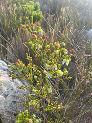 Fair's Heath (Erica fairii)