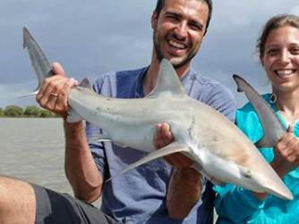 Creek Whaler (Carcharhinus fitzroyensis) · iNaturalist