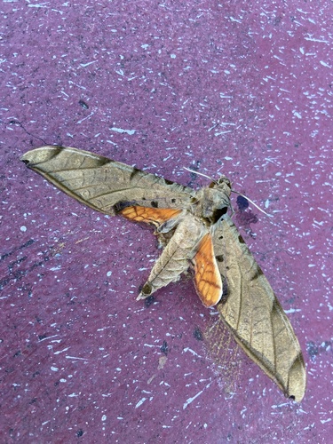 Streaked Sphinx