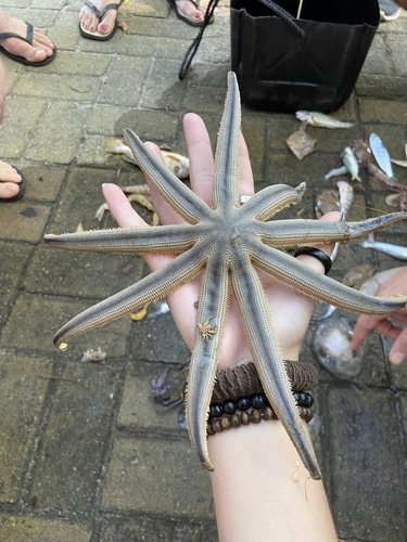 Nine-armed Sea Star