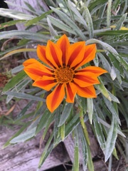 Gazania × splendens