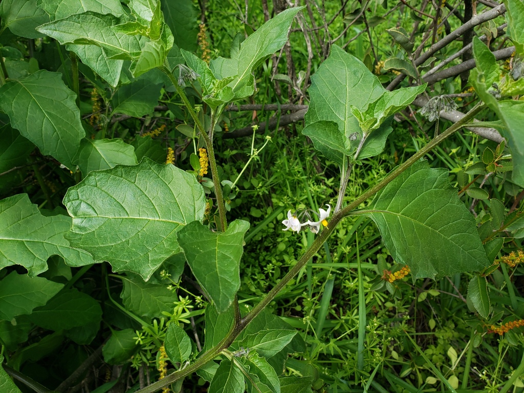 Solanum furcatum; photograph (c) Cesar Ormazabal, some rights reserved (CC BY)