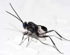 Evania appendigaster