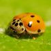 10-spot Ladybird - Photo (c) karsten_s, some rights reserved (CC BY), uploaded by karsten_s