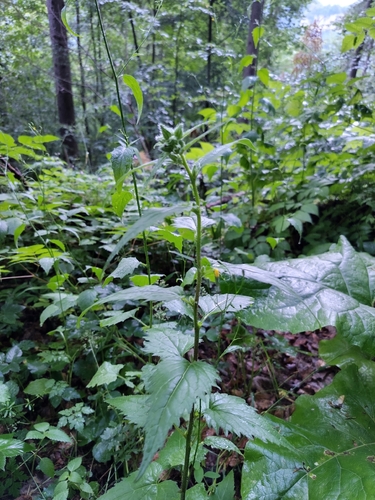 Nettle-leaved Bellflower