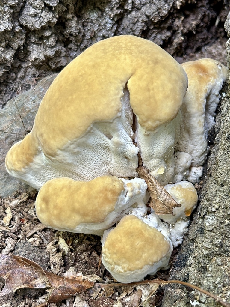 Berkeley's Polypore · June 2026 · photo: Photo: (c) martin_livezey, some rights reserved (CC BY) · iNaturalist