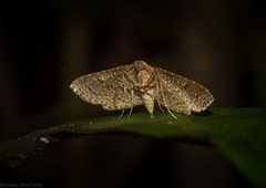 Addaea subtessellata