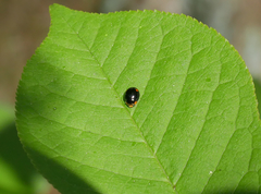Hyperaspis campestris