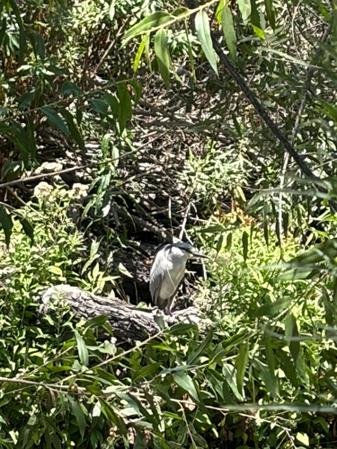 iNaturalist observation photo of Black-crowned Night Heron