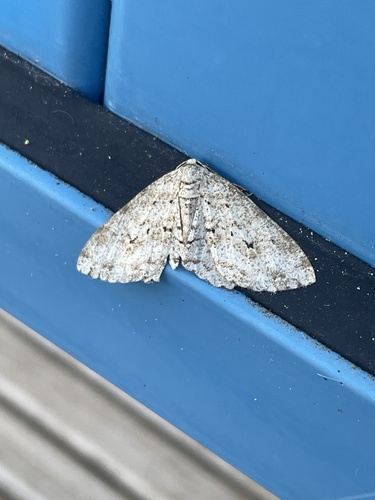 Small Engrailed