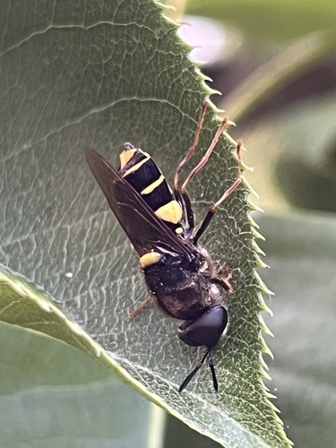 Banded General