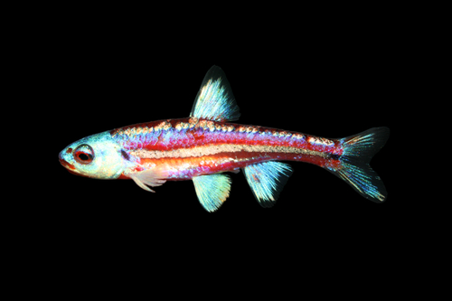 Rainbow Shiner