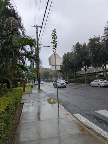 Ficus religiosa, 2026-05-30