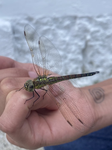 Southern Migrant Hawker