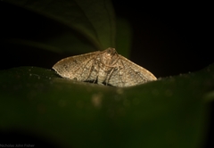 Addaea subtessellata