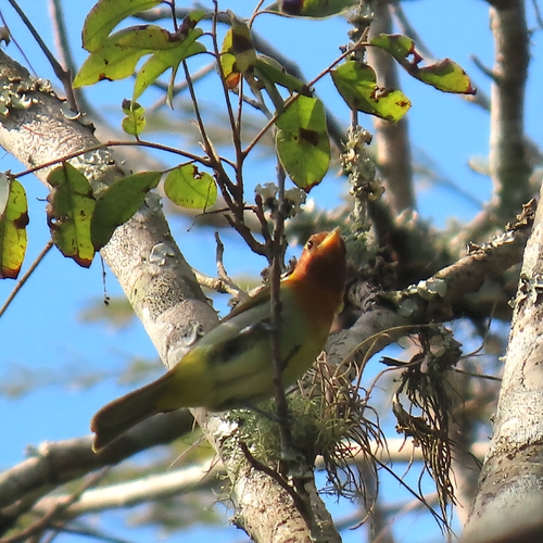 Rufous-headed Tanager