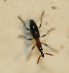 Cylas formicarius