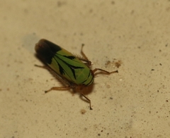 Nephotettix nigropictus