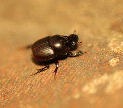 Onthophagus dama