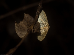 Addaea subtessellata