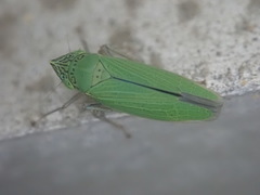 Draeculacephala inscripta