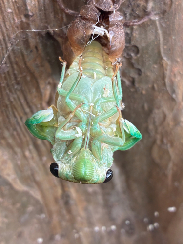 Superb Dog-day Cicada photo 5
