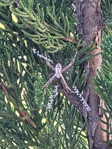 Silver Garden Orbweaver