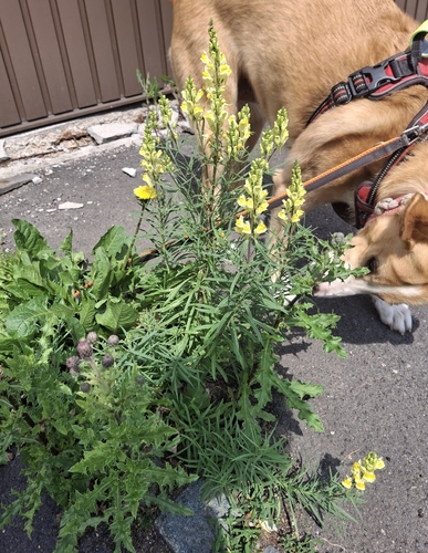 common toadflax