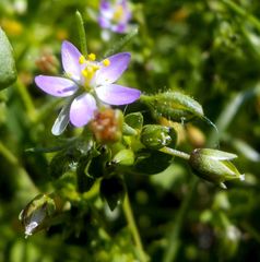 Spergularia bocconei