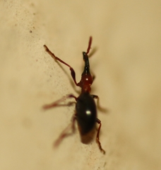 Cylas formicarius