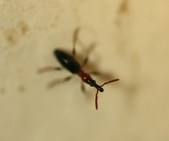 Cylas formicarius