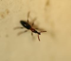 Cylas formicarius