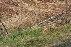 Melospiza melodia image