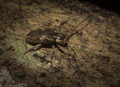 Prosoplus mediofasciatus
