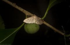 Addaea subtessellata