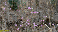 Rhododendron mucronulatum