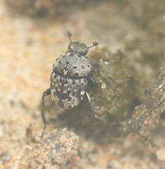 Gymnopleurus gemmatus