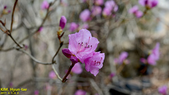 Rhododendron mucronulatum