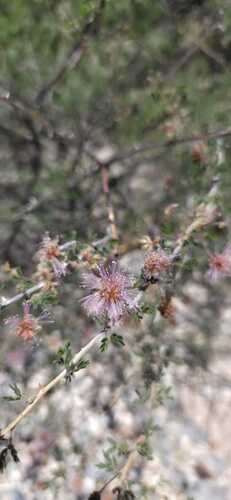 Mimosa emoryana