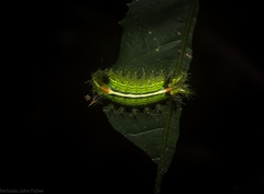 Anaxidia lozogramma