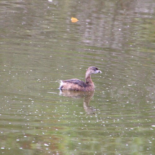 iNaturalist observation photo of Pied-billed Grebe